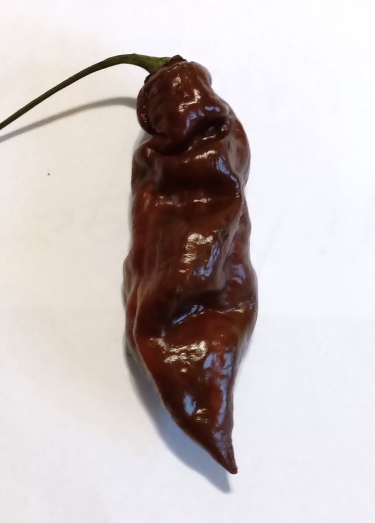 Pepper Seedling - Fatalii Chocolate