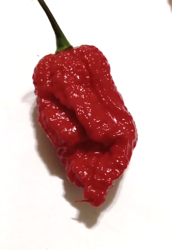 Pepper Seedling - Fatalii Gourmet Jigsaw Red