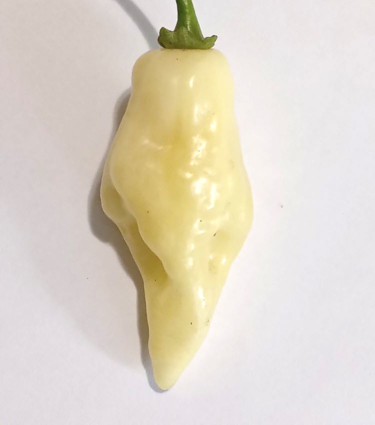 Pepper Seedling - Fatalii White