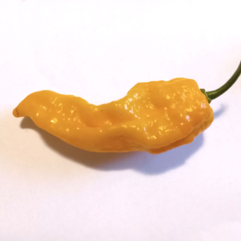 Pepper Seedling - Fatalii Yellow
