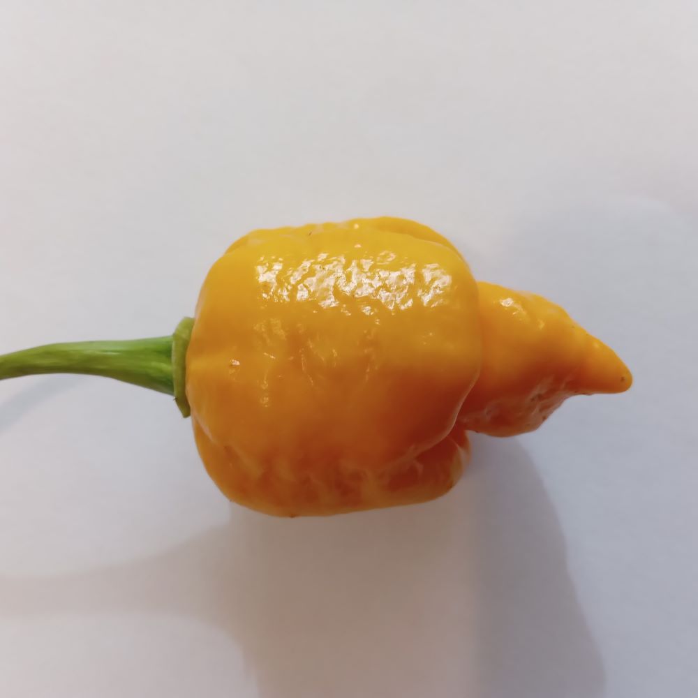 Pepper Seedling - Fatalii x Yellow Brain Strain