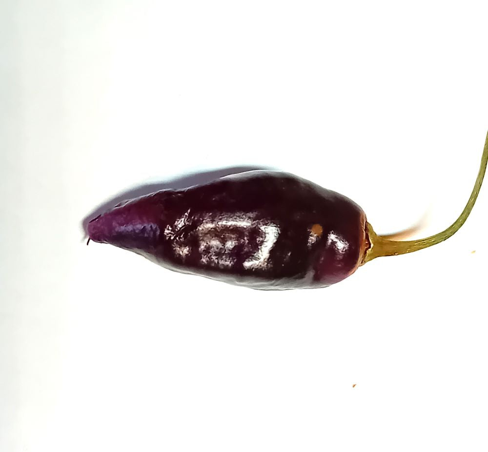 Pepper Seedling - Fidalgo Roxa