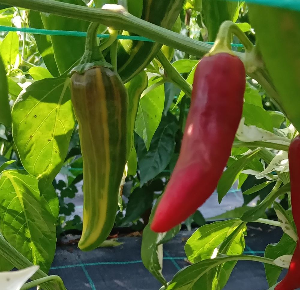 Pepper Seedling - Fish Chilli