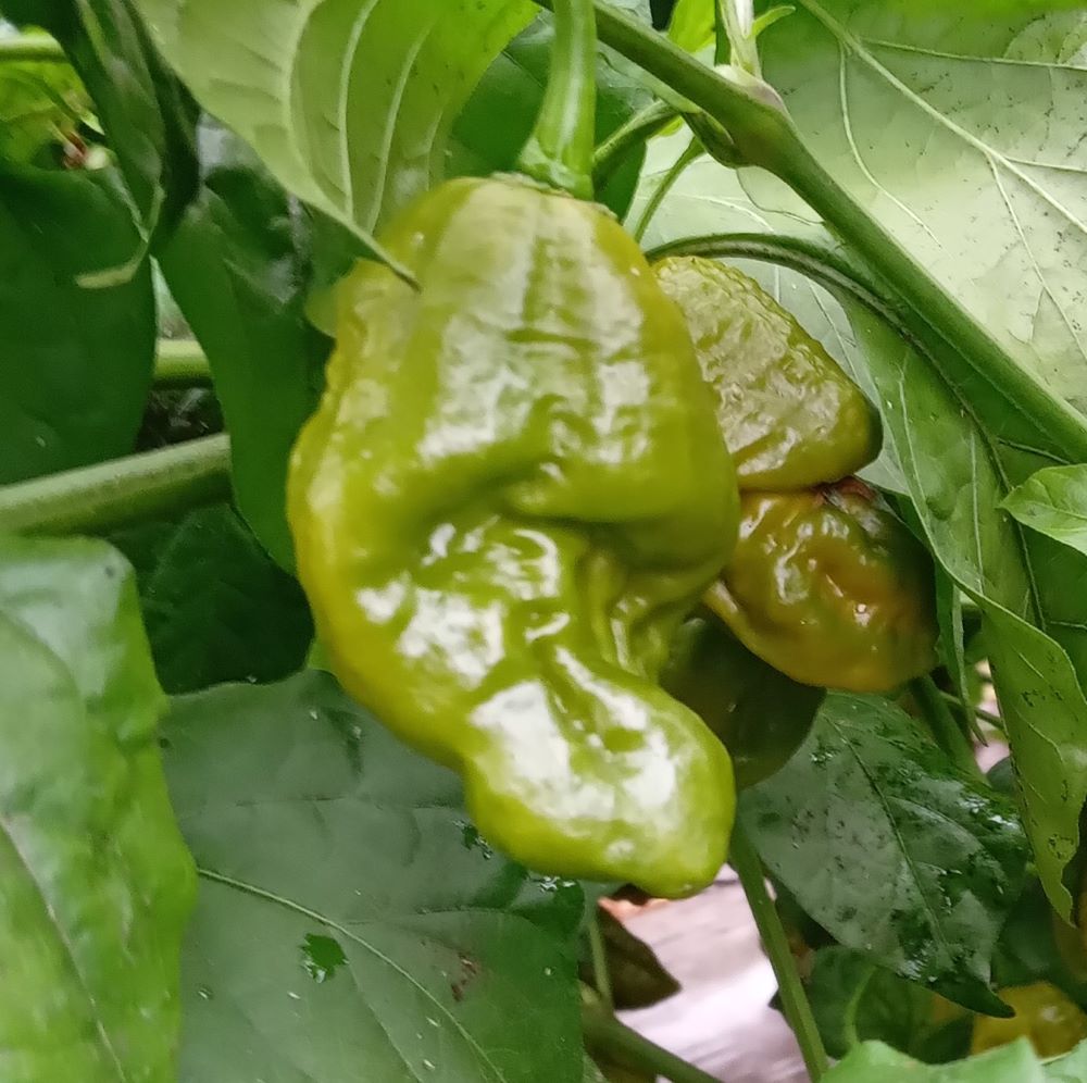 Pepper Seedling - Gator Jigsaw