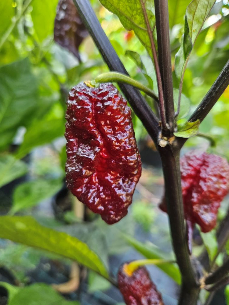 Pepper Seedling - Gator Jigsaw Purple