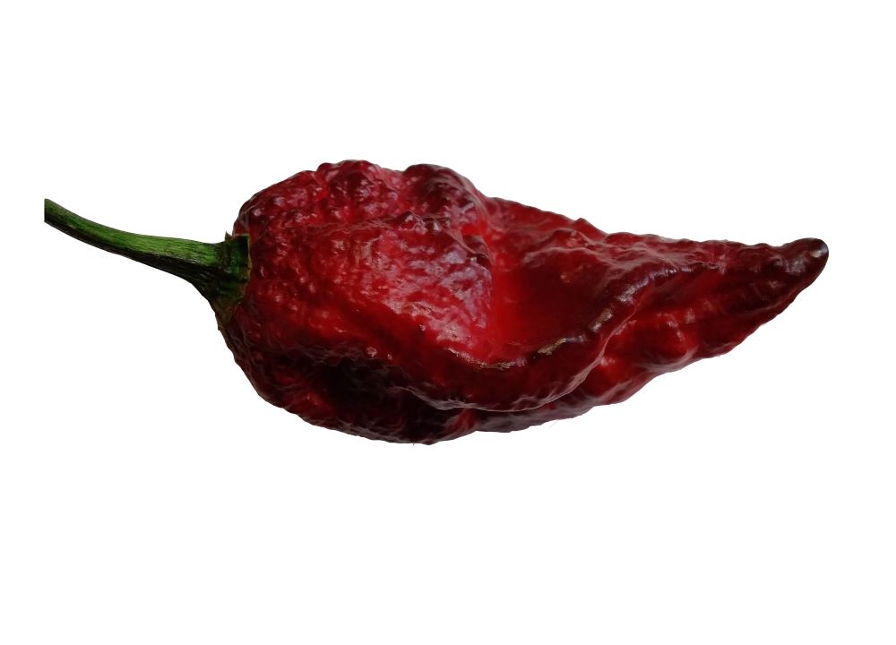 Pepper Seedling - Gator Jigsaw Purple