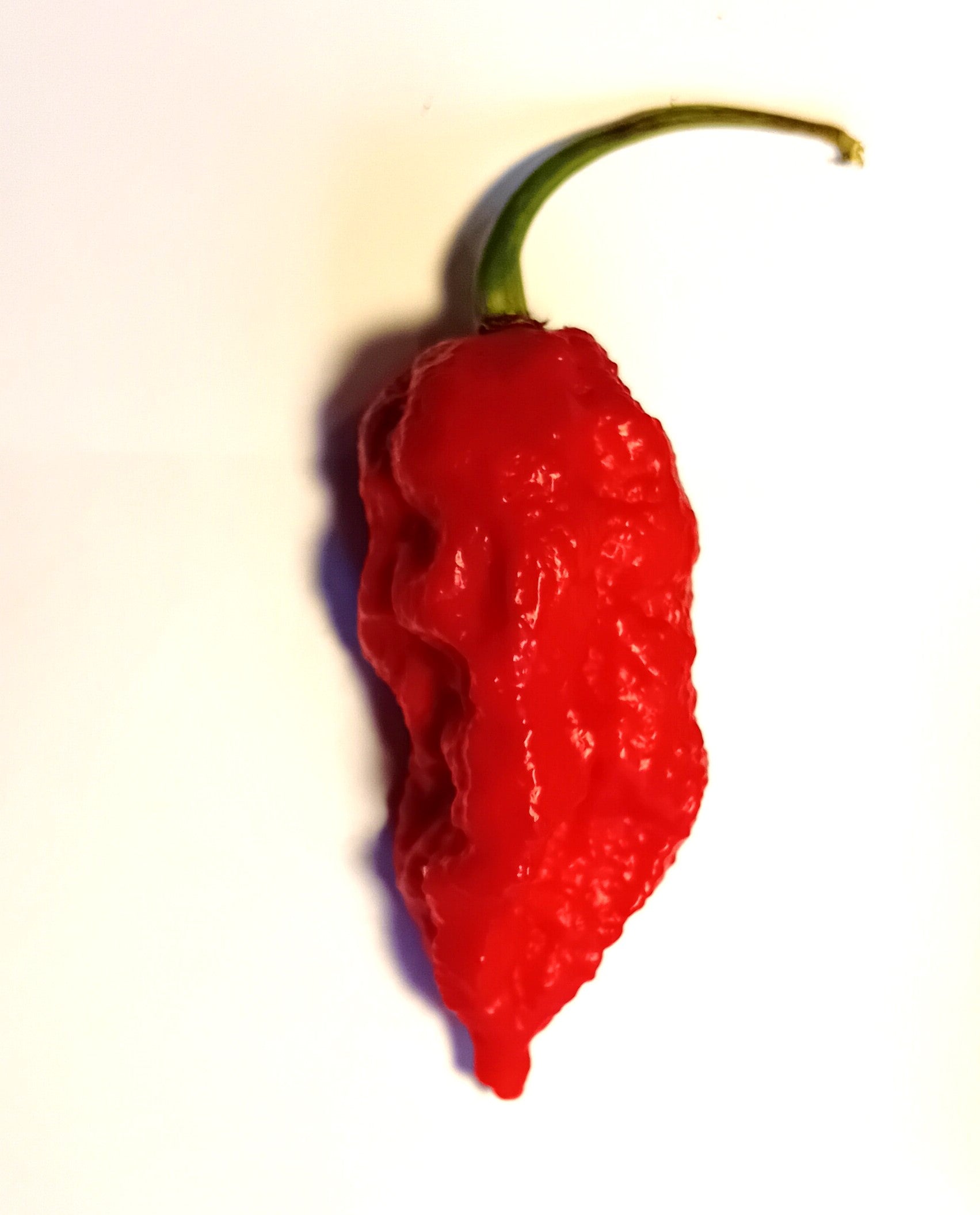 Pepper Seedling - Genghis Khan Brain