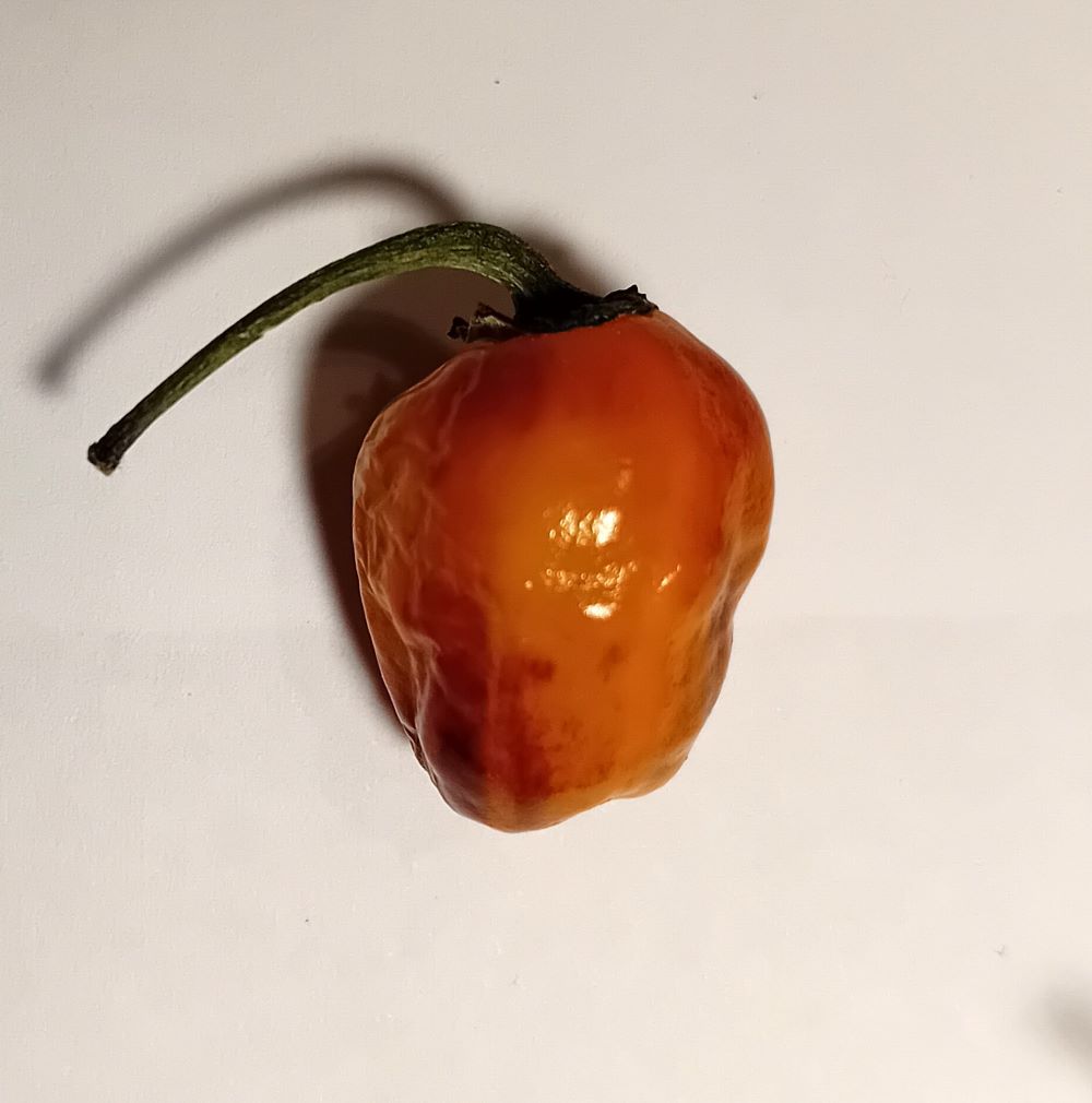 Răsad Ardei - Golden Nuget