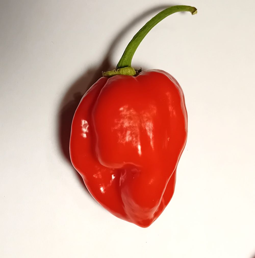 Seminţe Ardei - Habanero Red