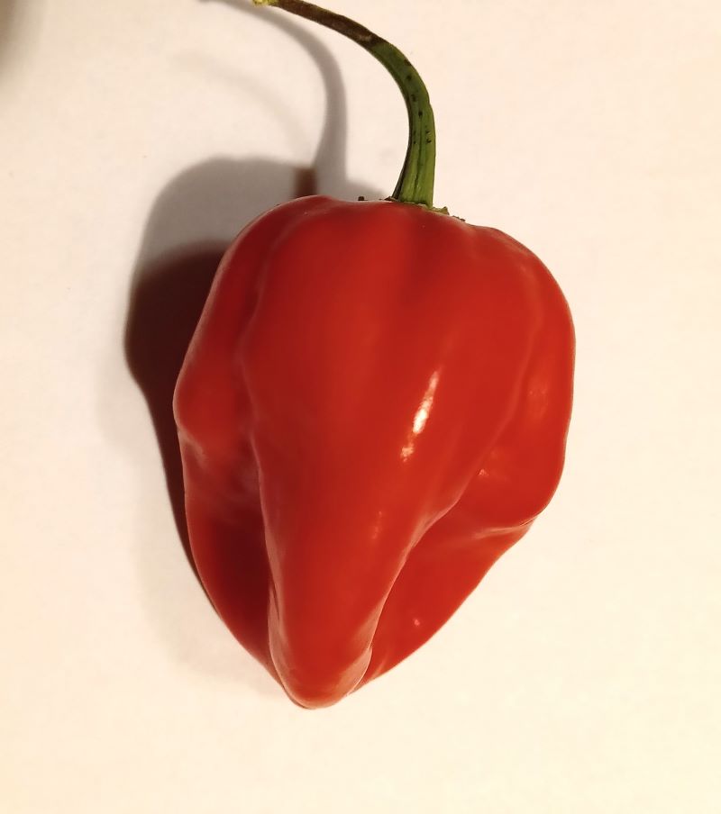 Seminţe Ardei - Habanero Red Savinia