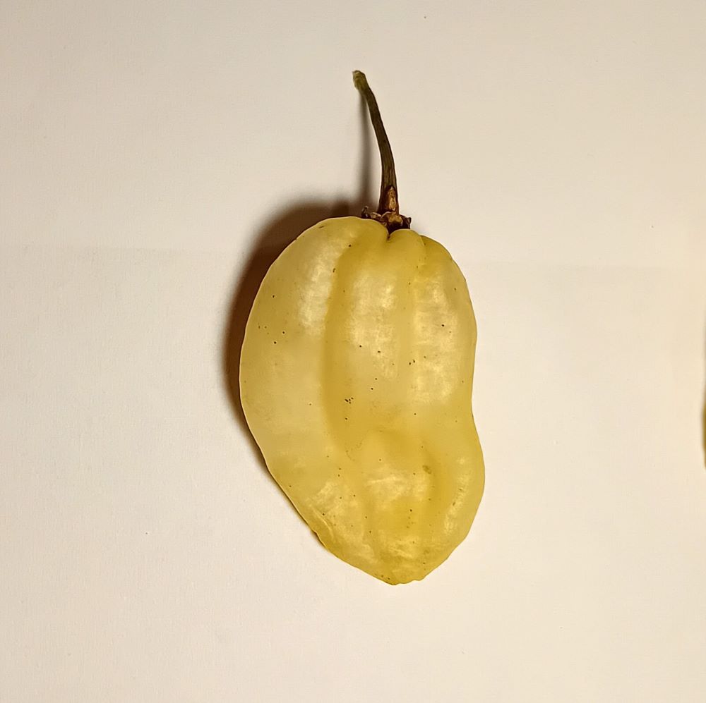 Ardei proaspăt Habanero White