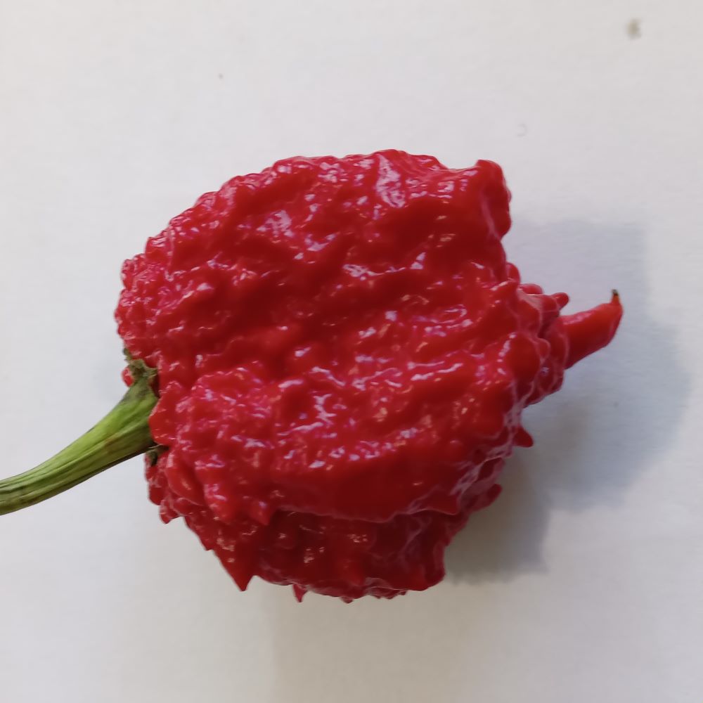 Seminţe Ardei - Hurt Berry