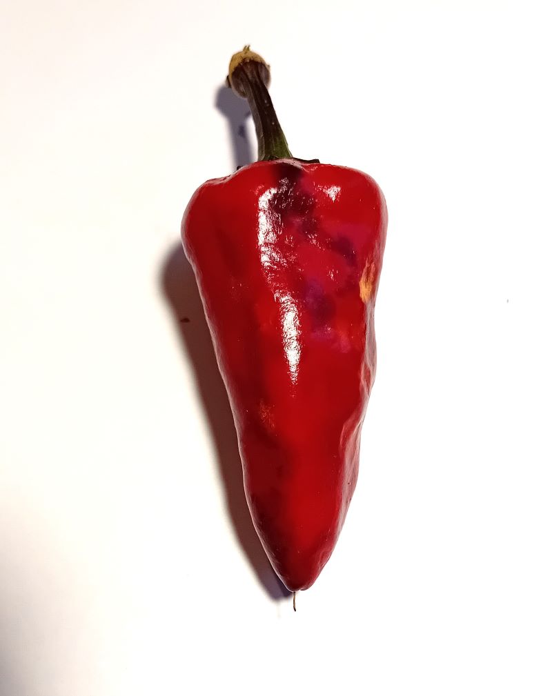 Seminţe Ardei - Jalapeno Black