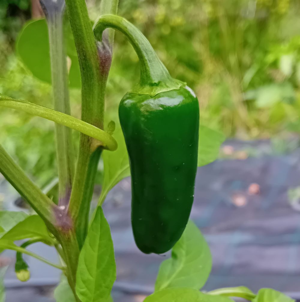 Seminţe Ardei - Jalapeno Early