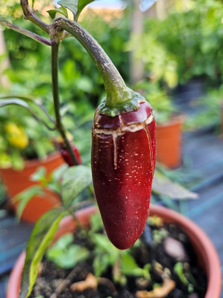 Seminţe Ardei - Jalapeno Marichi