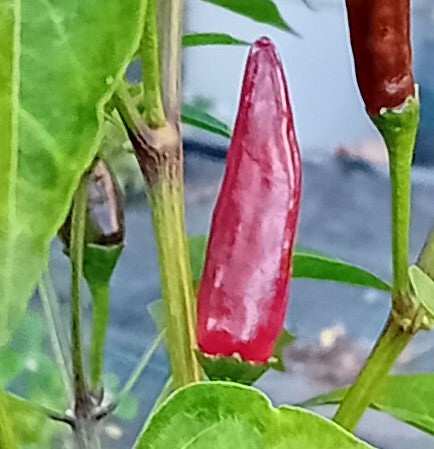 Seminţe Ardei - Jalapeno Mini