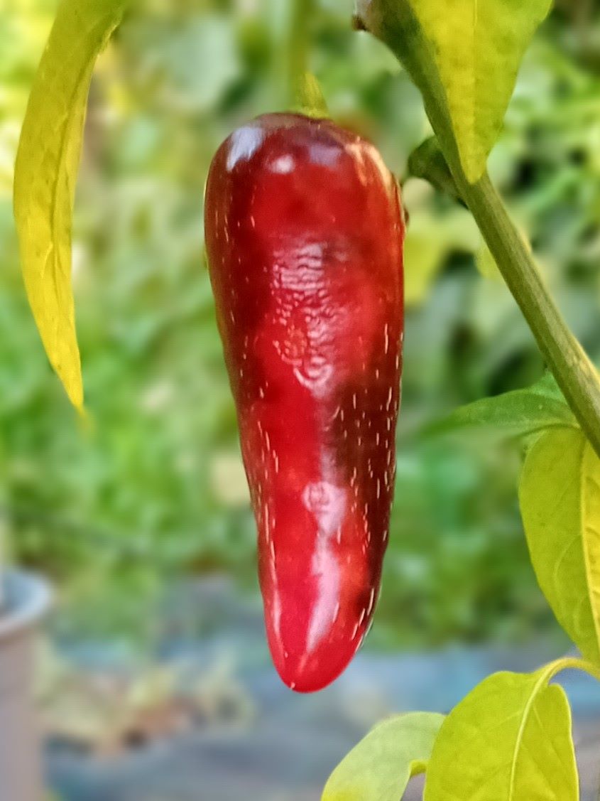 Seminţe Ardei - Jalapeno Tam