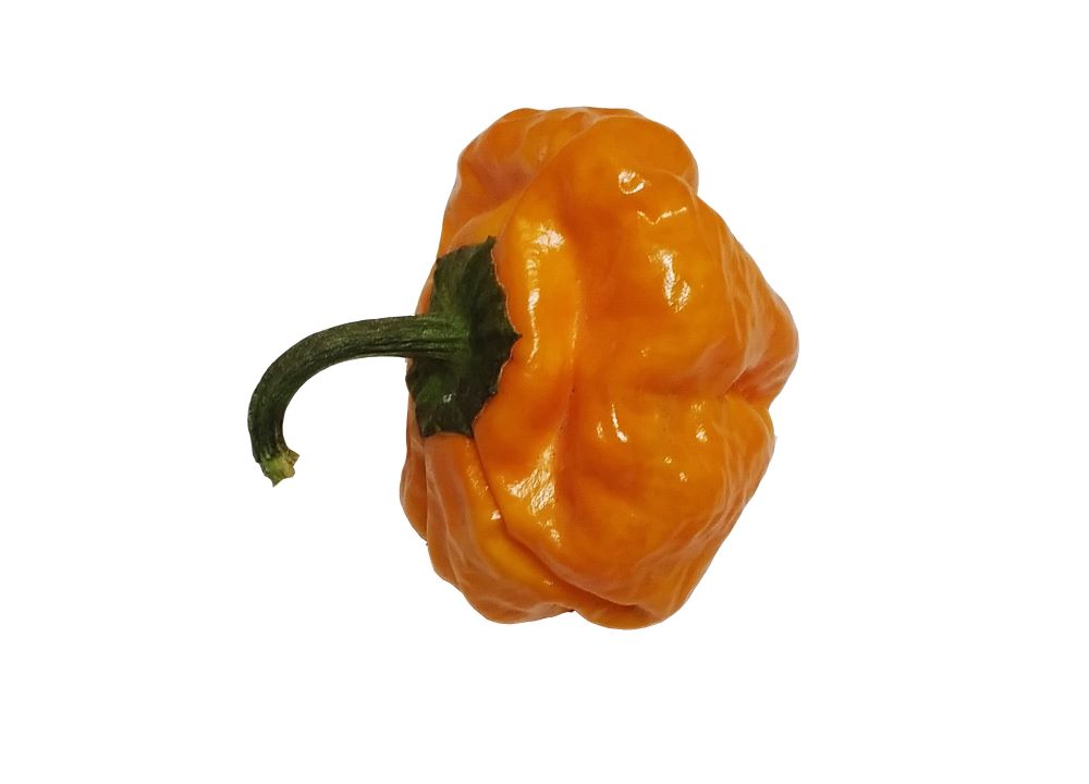 Seminţe Ardei - Jamaican Yellow