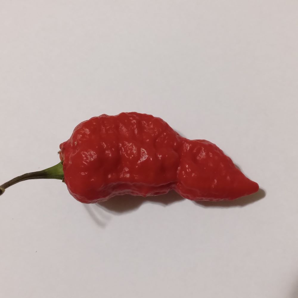 Seminţe Ardei - Jigsaw Junior