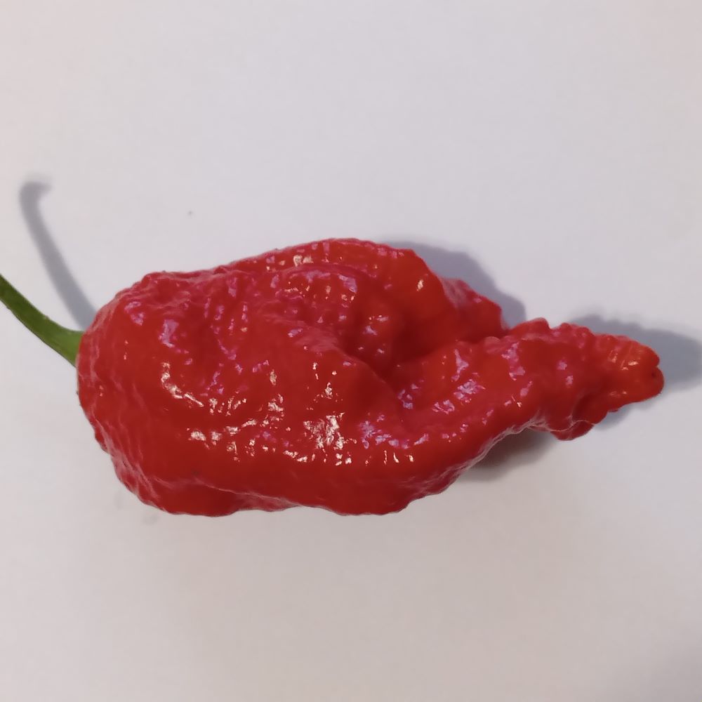 Seminţe Ardei - Jigsaw Premium