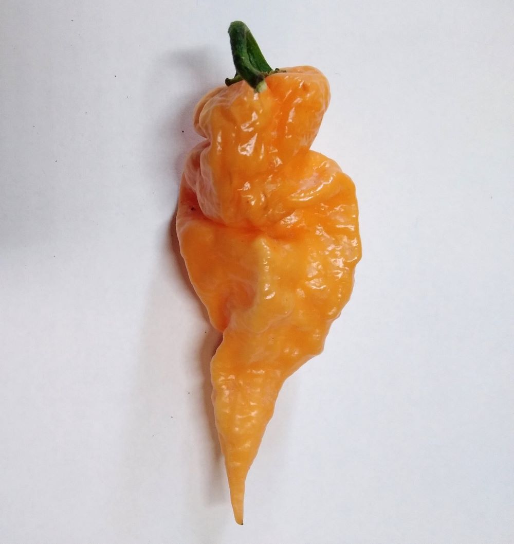 Seminţe Ardei - Jigsaw Peach SLP