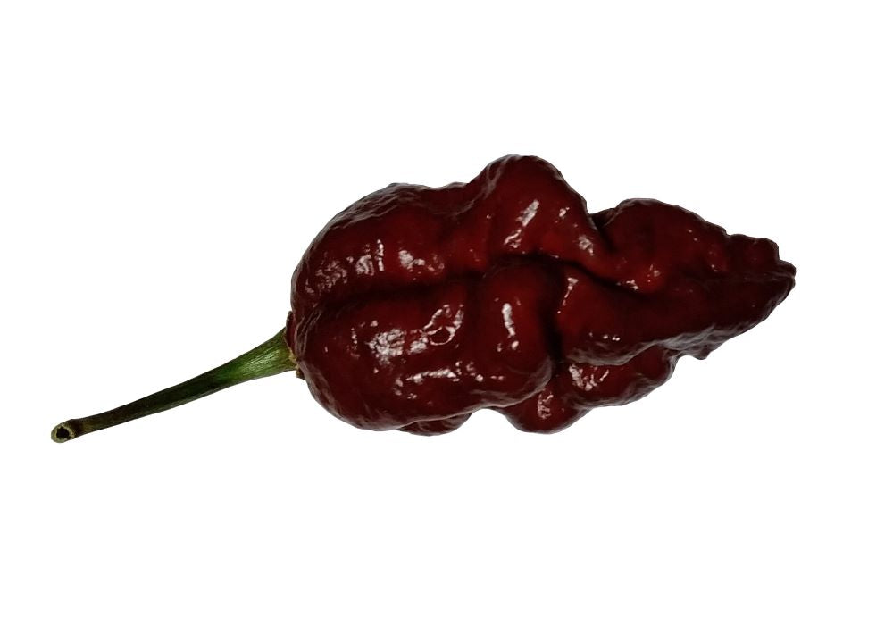 Seminţe Ardei - Jigsaw X Big Black Mama