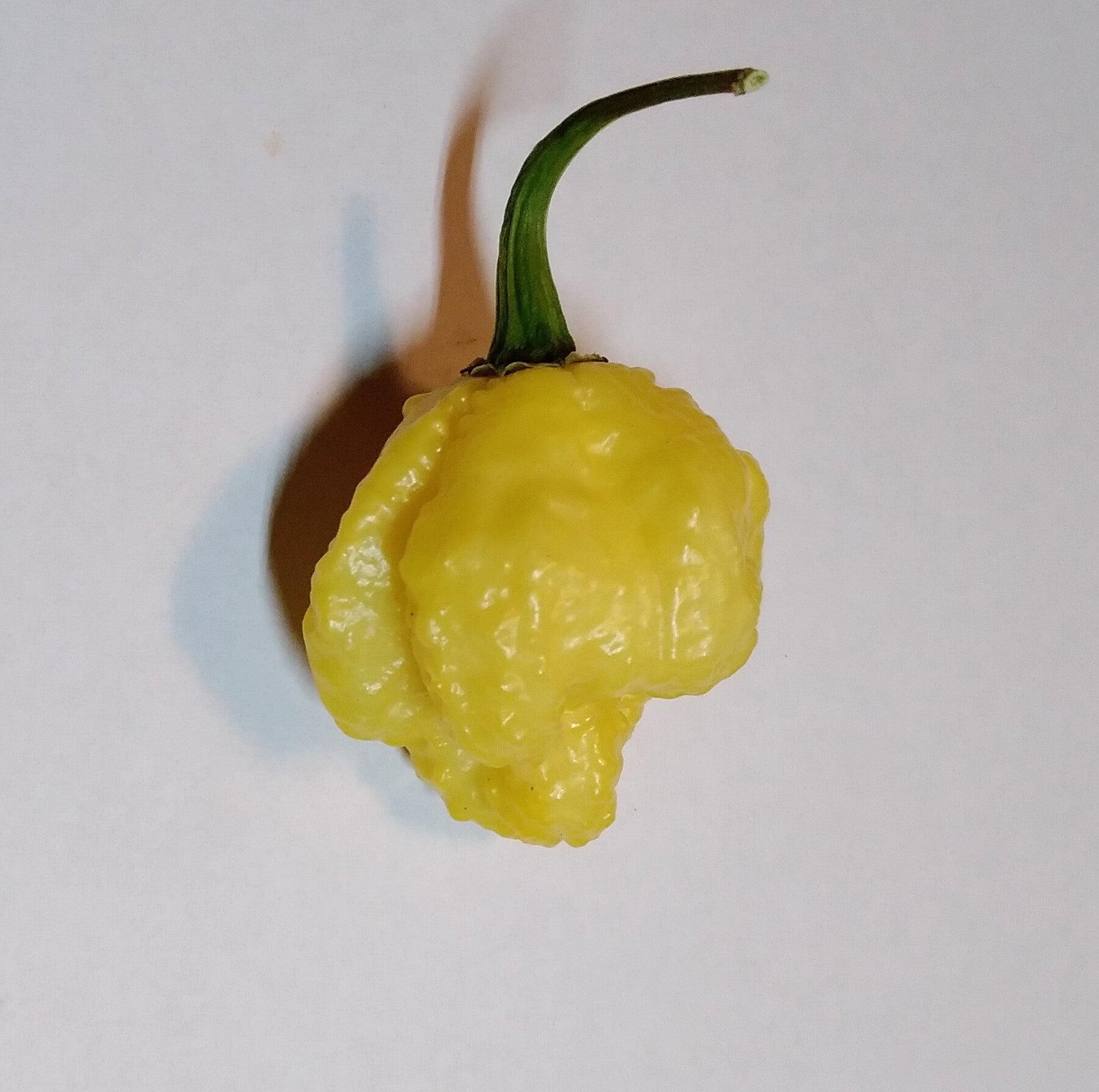 Seminţe Ardei - KSLS Elongated