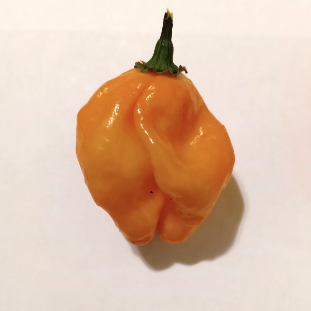 Seminţe Ardei - KS Peach Starrkist