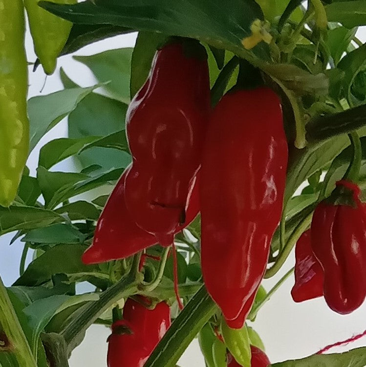 Seminţe Ardei - KS Sweet Misery