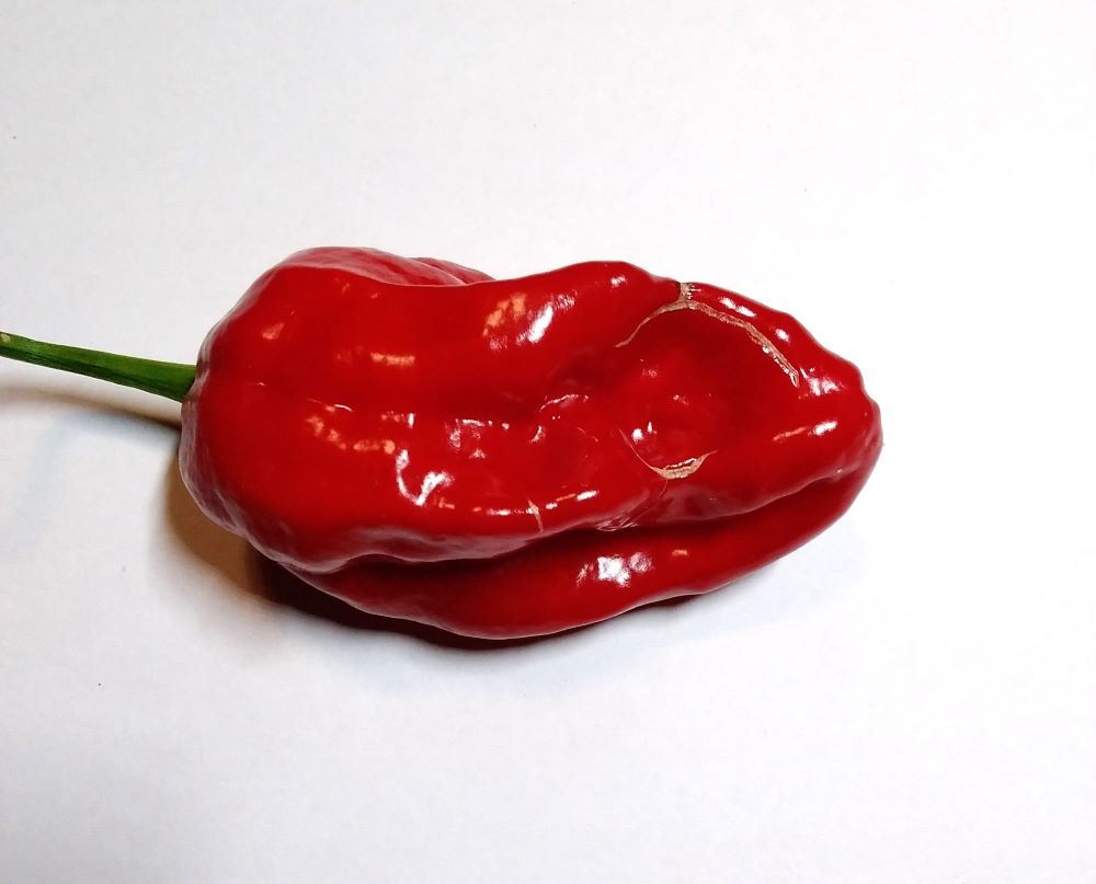 Seminţe Ardei - Komodo Dragon