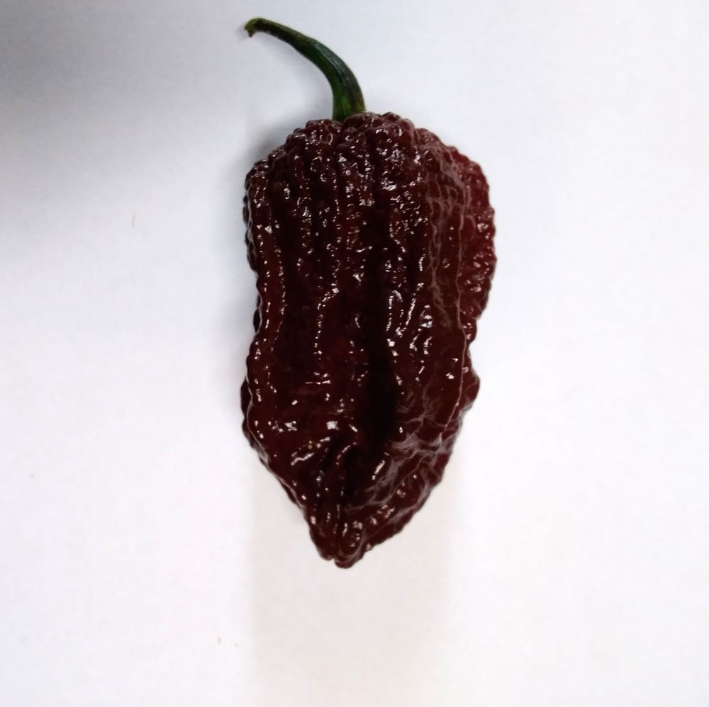 Seminţe Ardei - Kraken Scorpion Chocolate