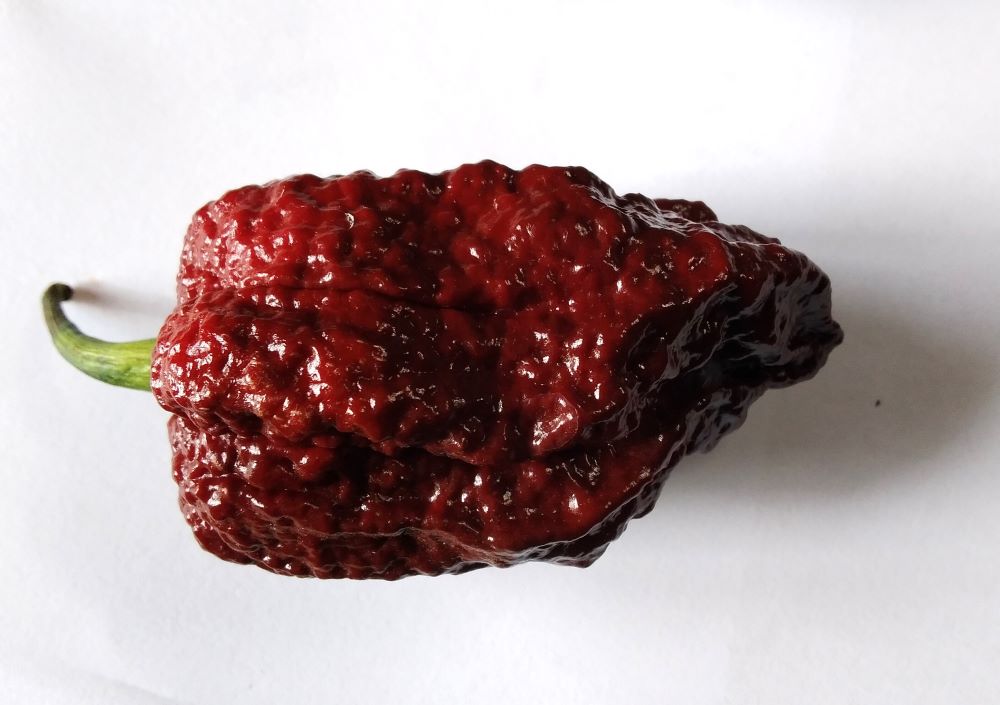 Seminţe Ardei - Kraken Scorpion Chocolate