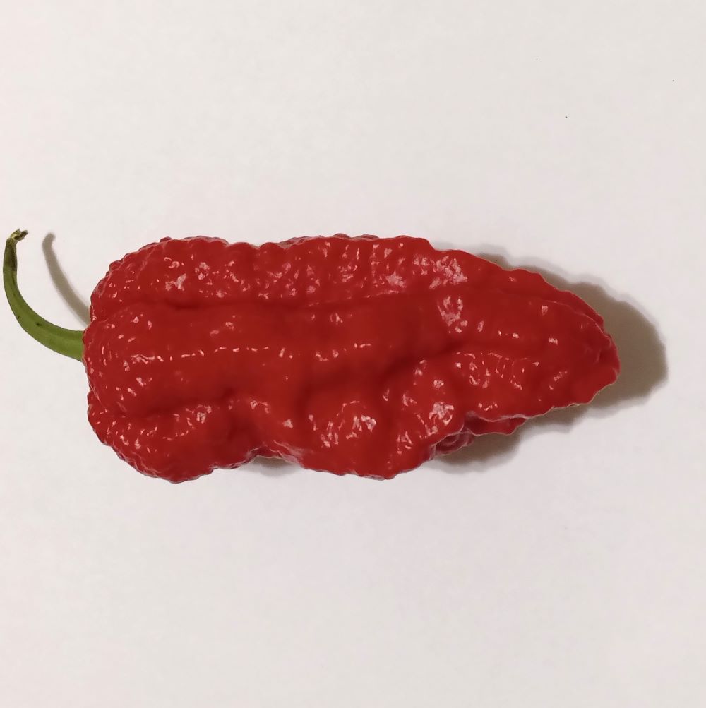 Seminţe Ardei - Kraken Scorpion Red