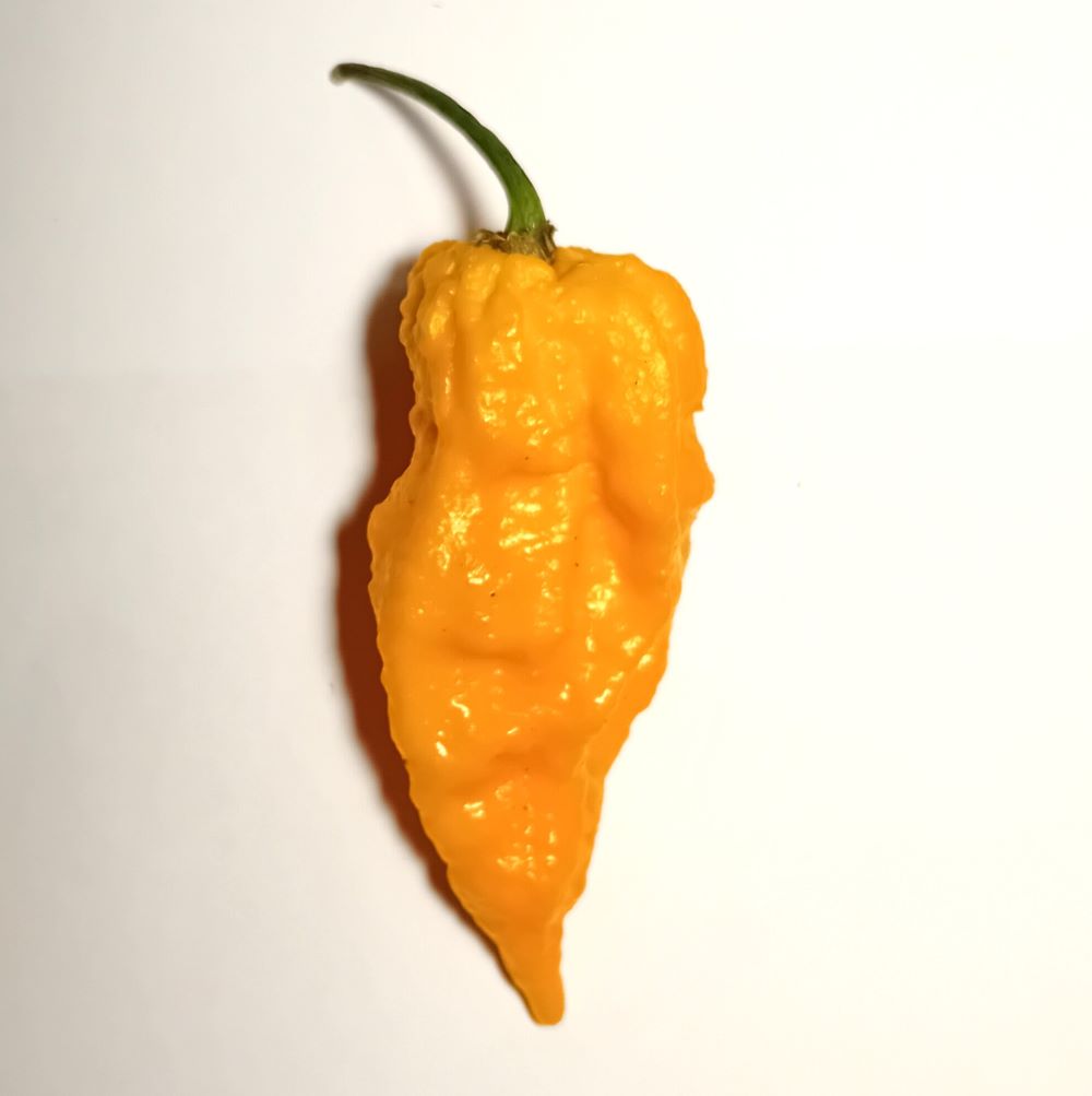 Seminţe Ardei - Kraken Scorpion Yellow