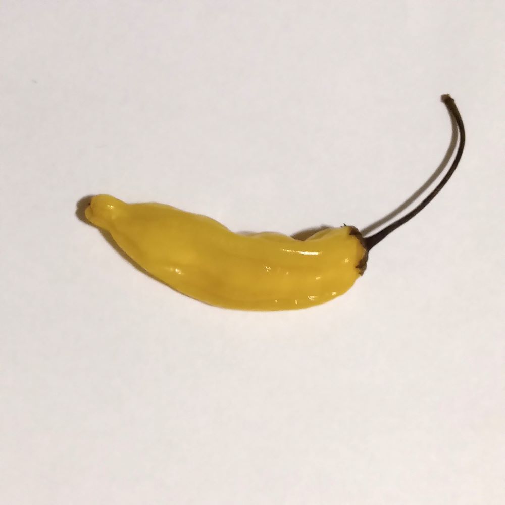 Seminţe Ardei - Lemon Drop