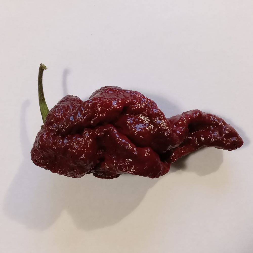 Seminţe Ardei - Leviathan Chocolate