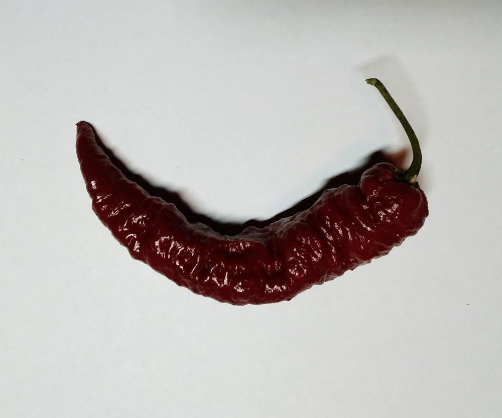 Seminţe Ardei - Leviathan Chocolate