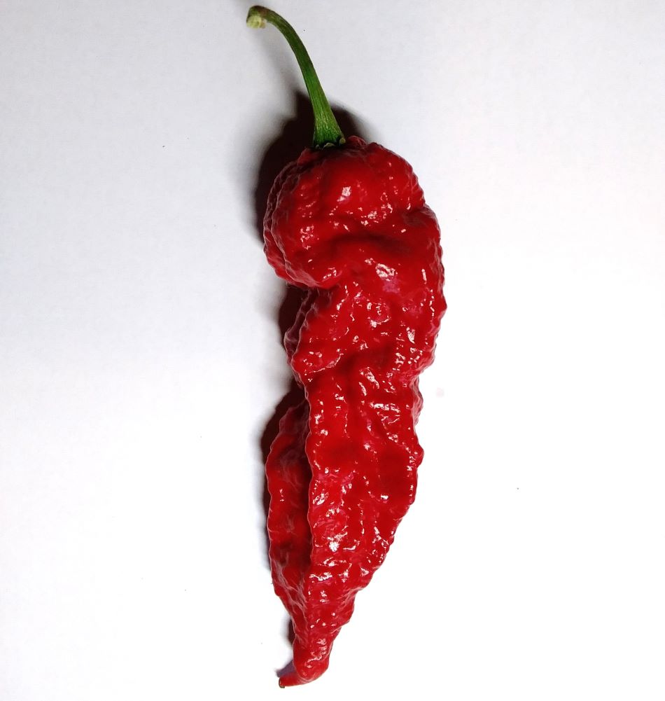 Seminţe Ardei - Leviathan Gnarly Scorpion