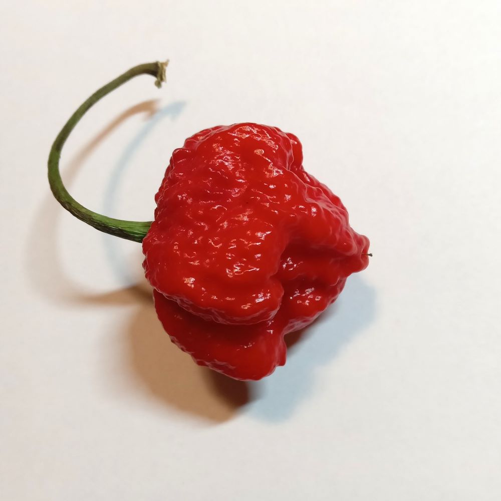 Seminţe Ardei - MA Wartryx Red