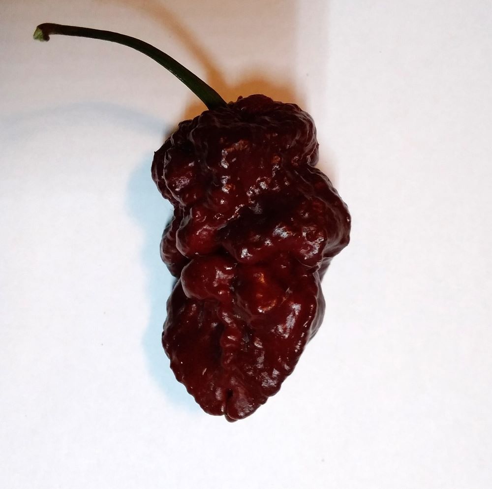 Seminţe Ardei - Madballs