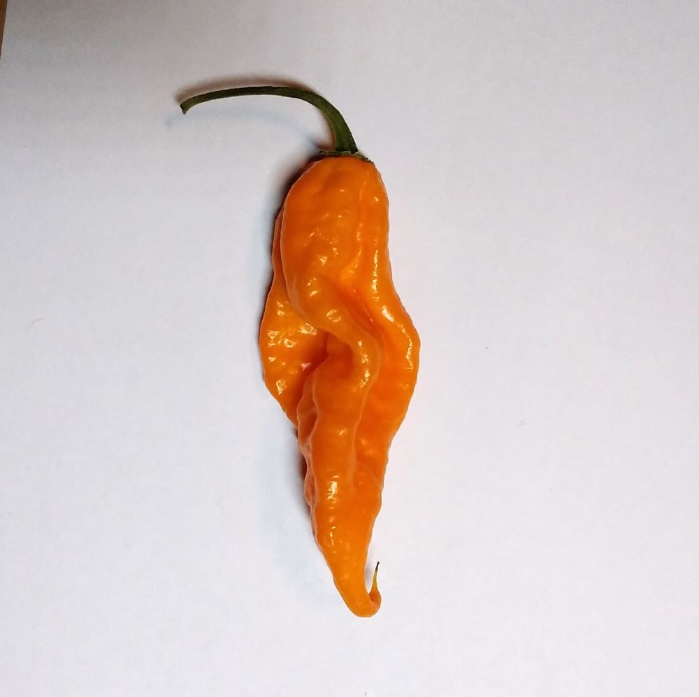 Seminţe Ardei - Madre Vieja