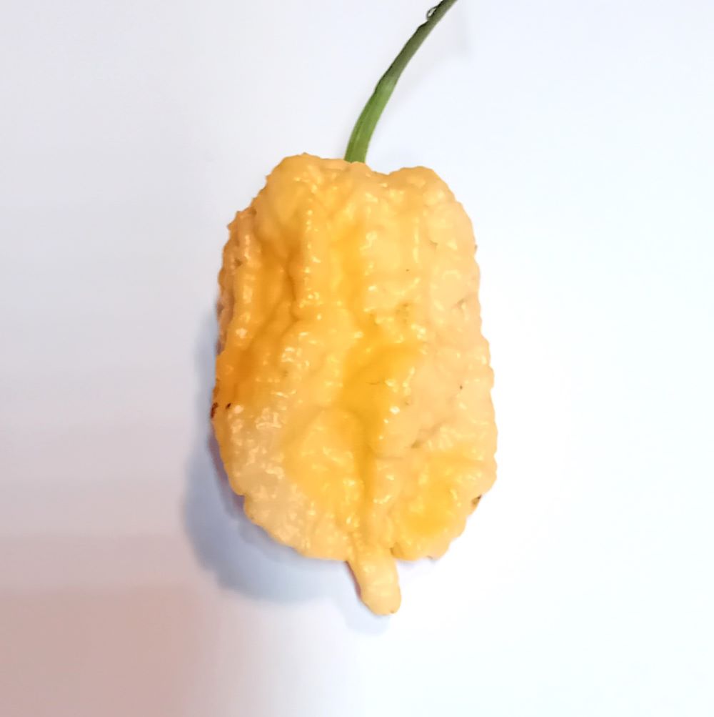 Seminţe Ardei - Miasma