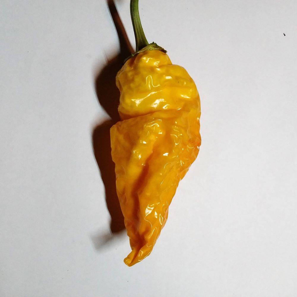 Seminţe Ardei - Monkey Face Yellow