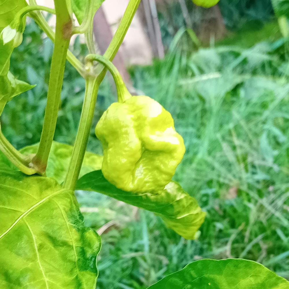 Seminţe Ardei - Moruga Red Monster