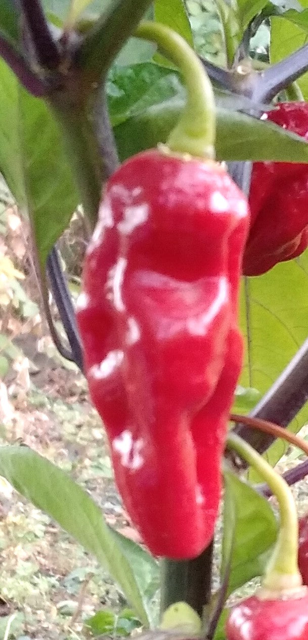 Pepper Seedling - Hurt Berry