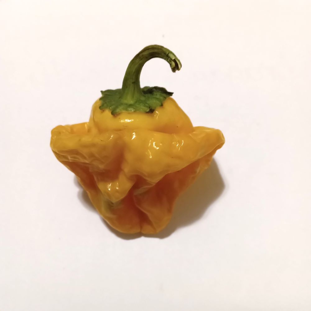 Seminţe Ardei - Mushroom Yellow