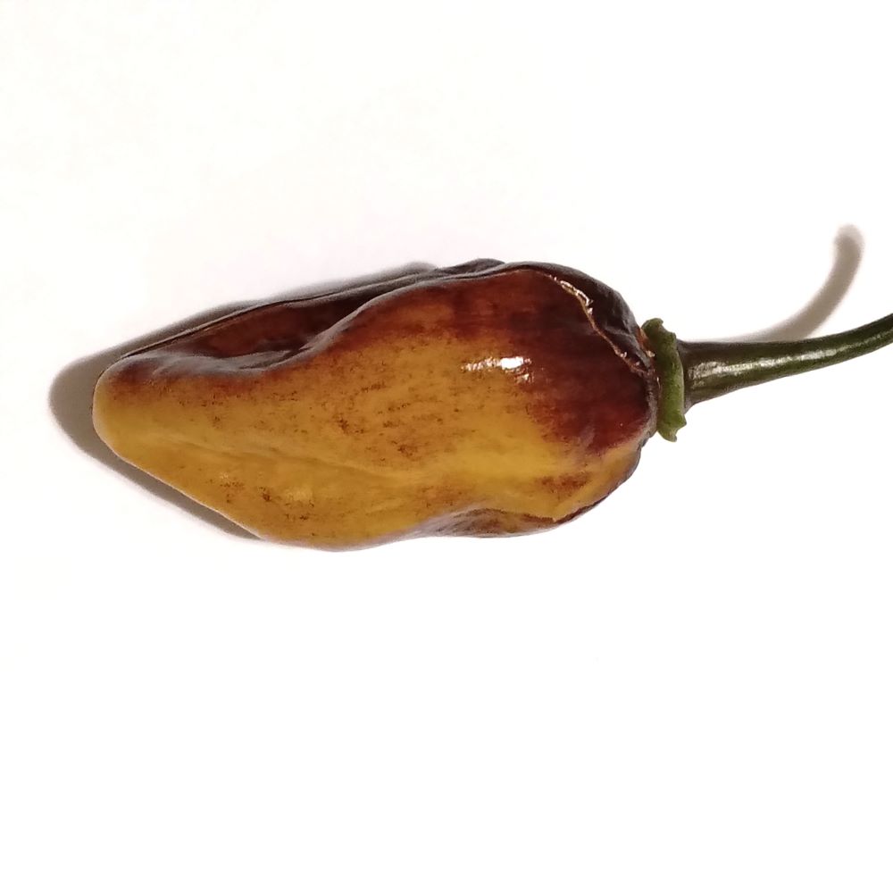 Seminţe Ardei - Naga Black Multicolor