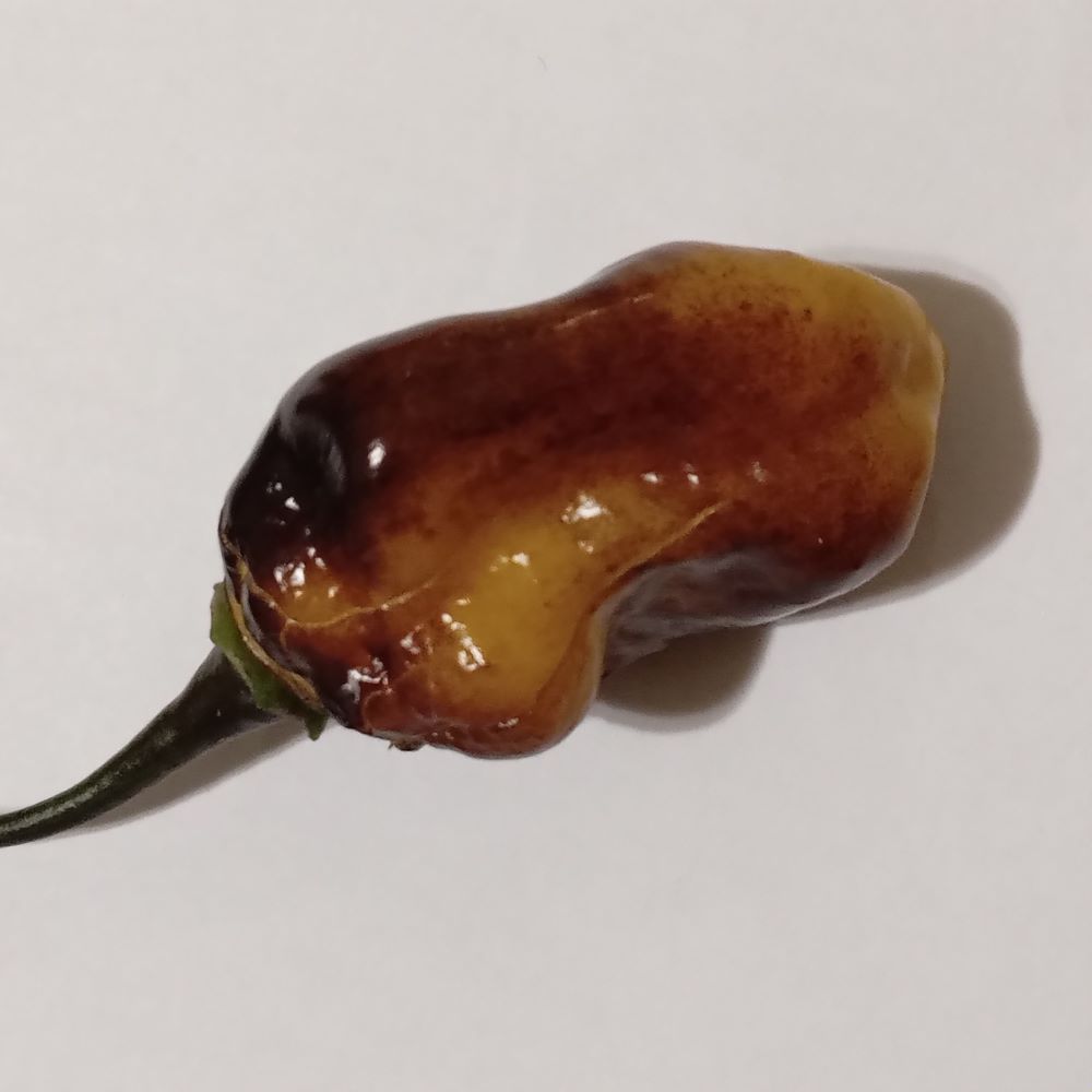 Seminţe Ardei - Naga Black Multicolor