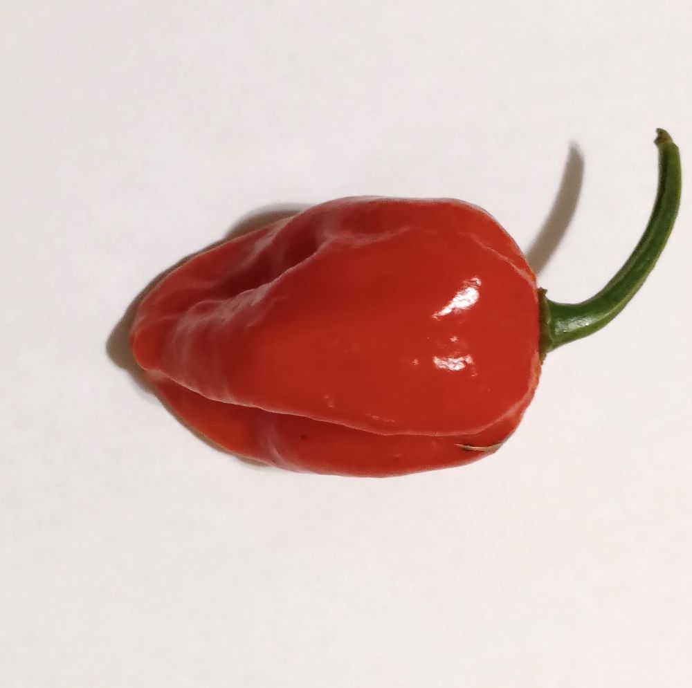Seminţe Ardei - Naga Morich