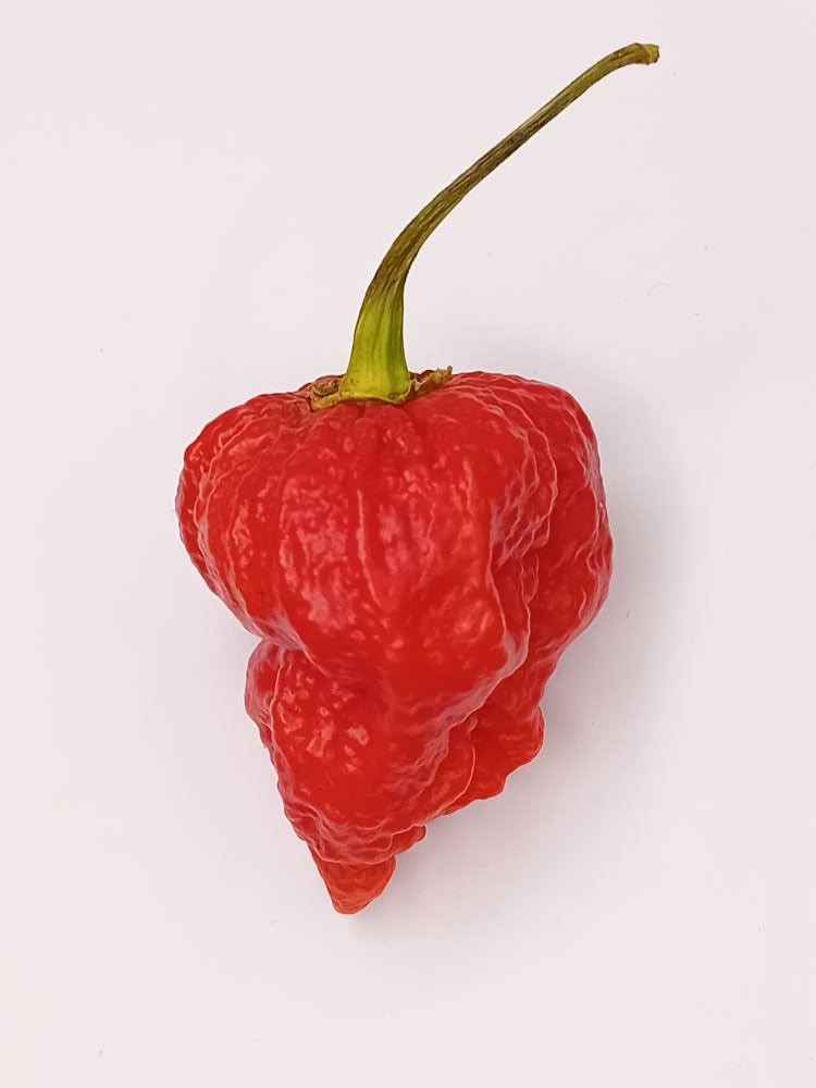 Seminţe Ardei - Naga Viper